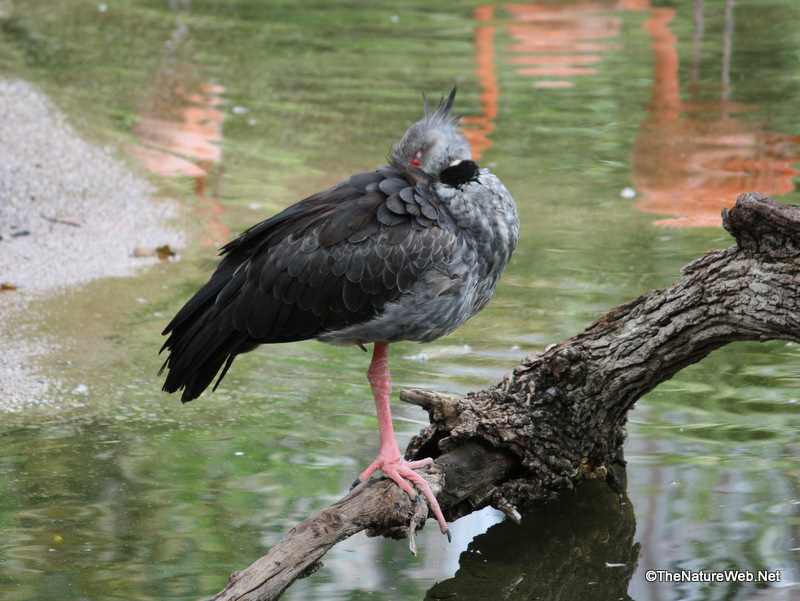 Duck-like Birds